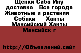 Щенки Сиба Ину доставка - Все города Животные и растения » Собаки   . Ханты-Мансийский,Ханты-Мансийск г.